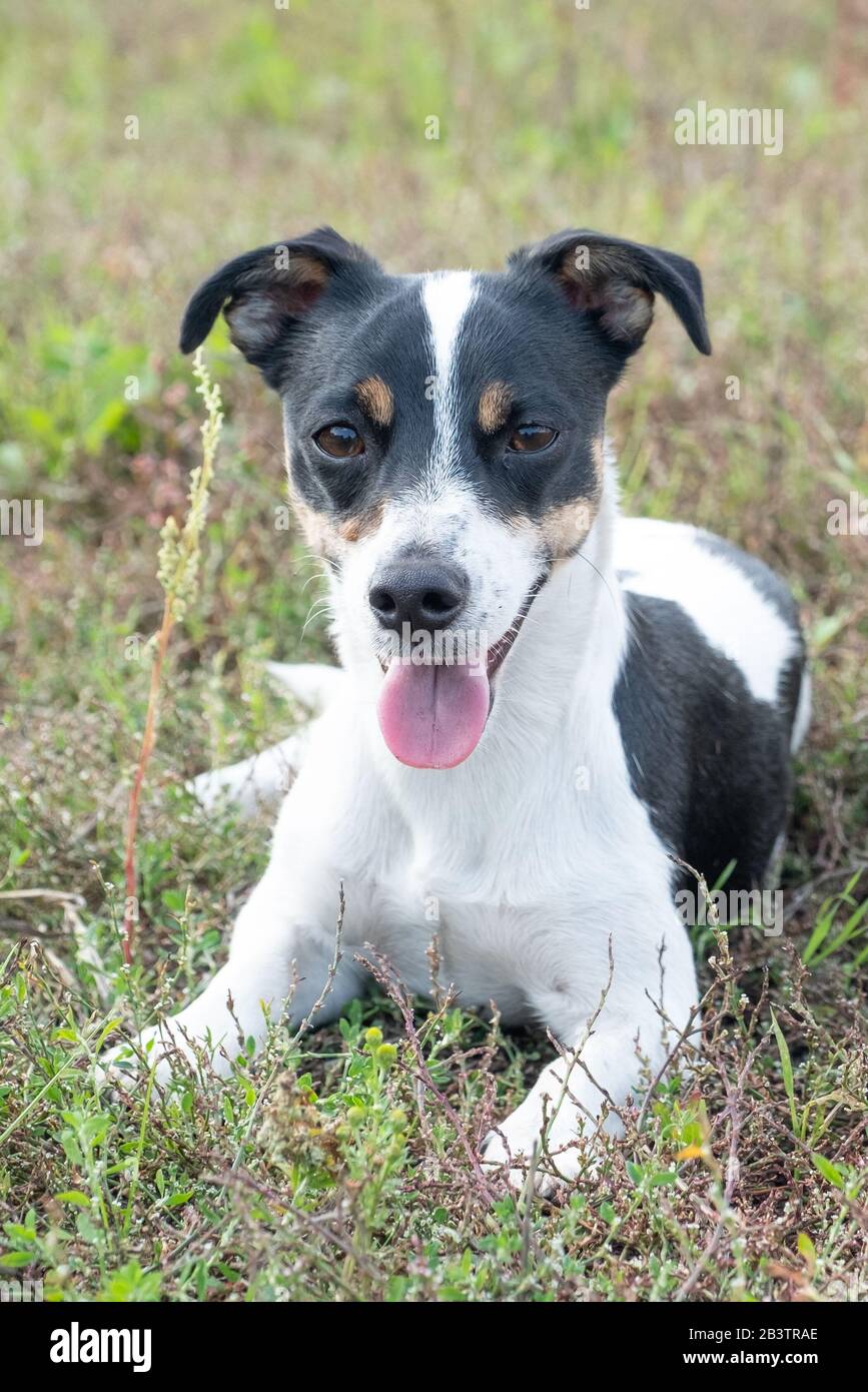 Black and white Jack Russell Terrier lying in a field Stock Photo Alamy