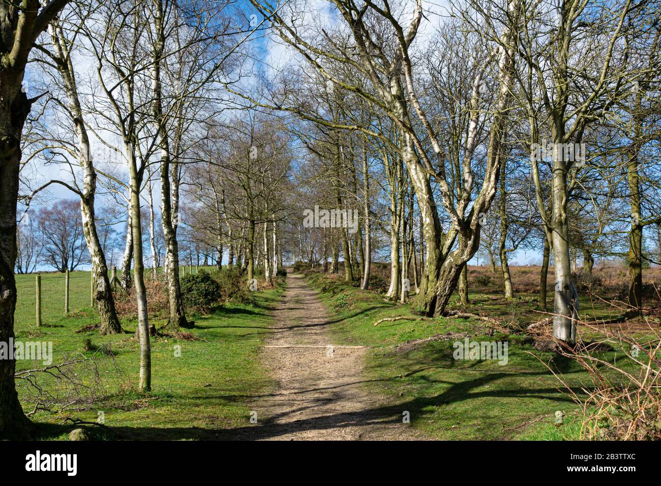 a-path-lined-with-silver-birch-trees-betula-pendula-on-the-southern