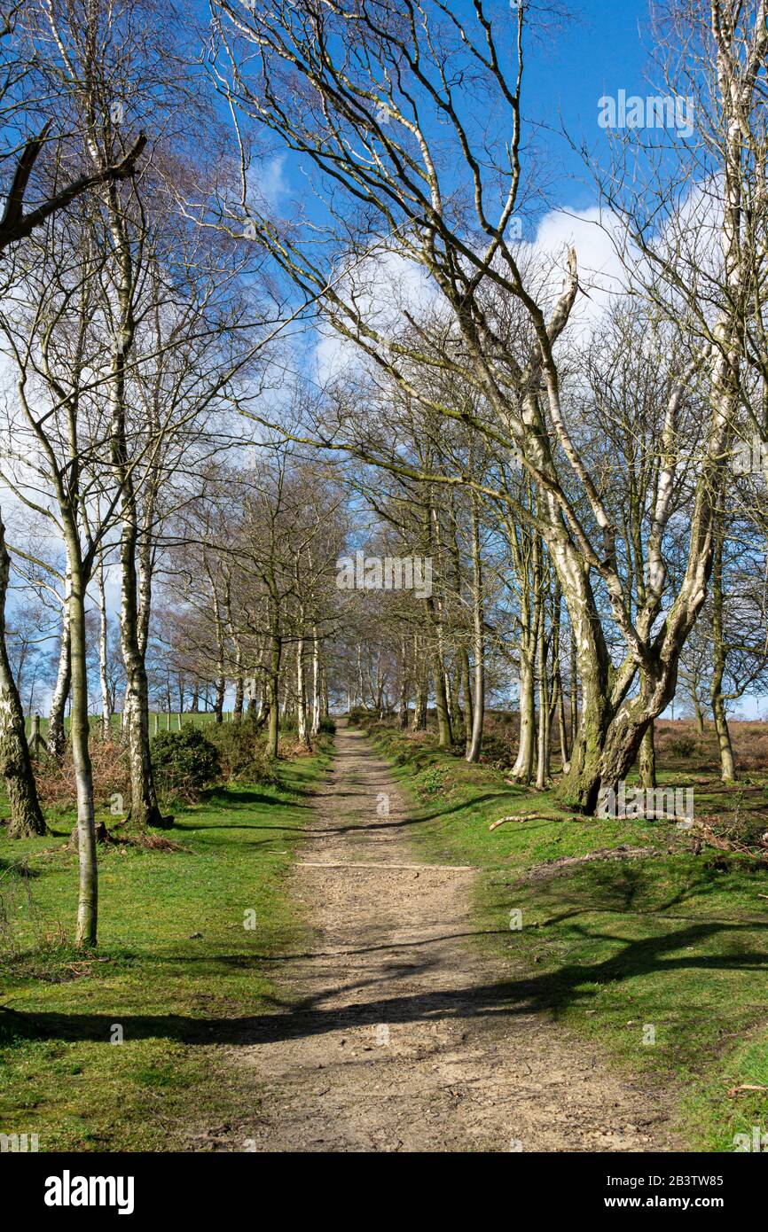 a-path-lined-with-silver-birch-trees-betula-pendula-on-the-southern