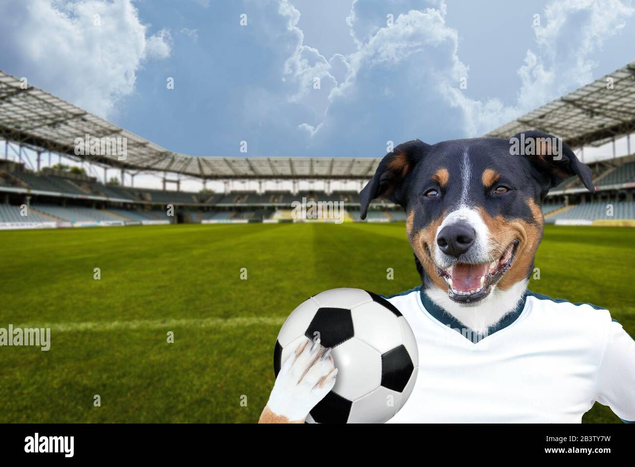 soccer football dog with ball Stock Photo Alamy