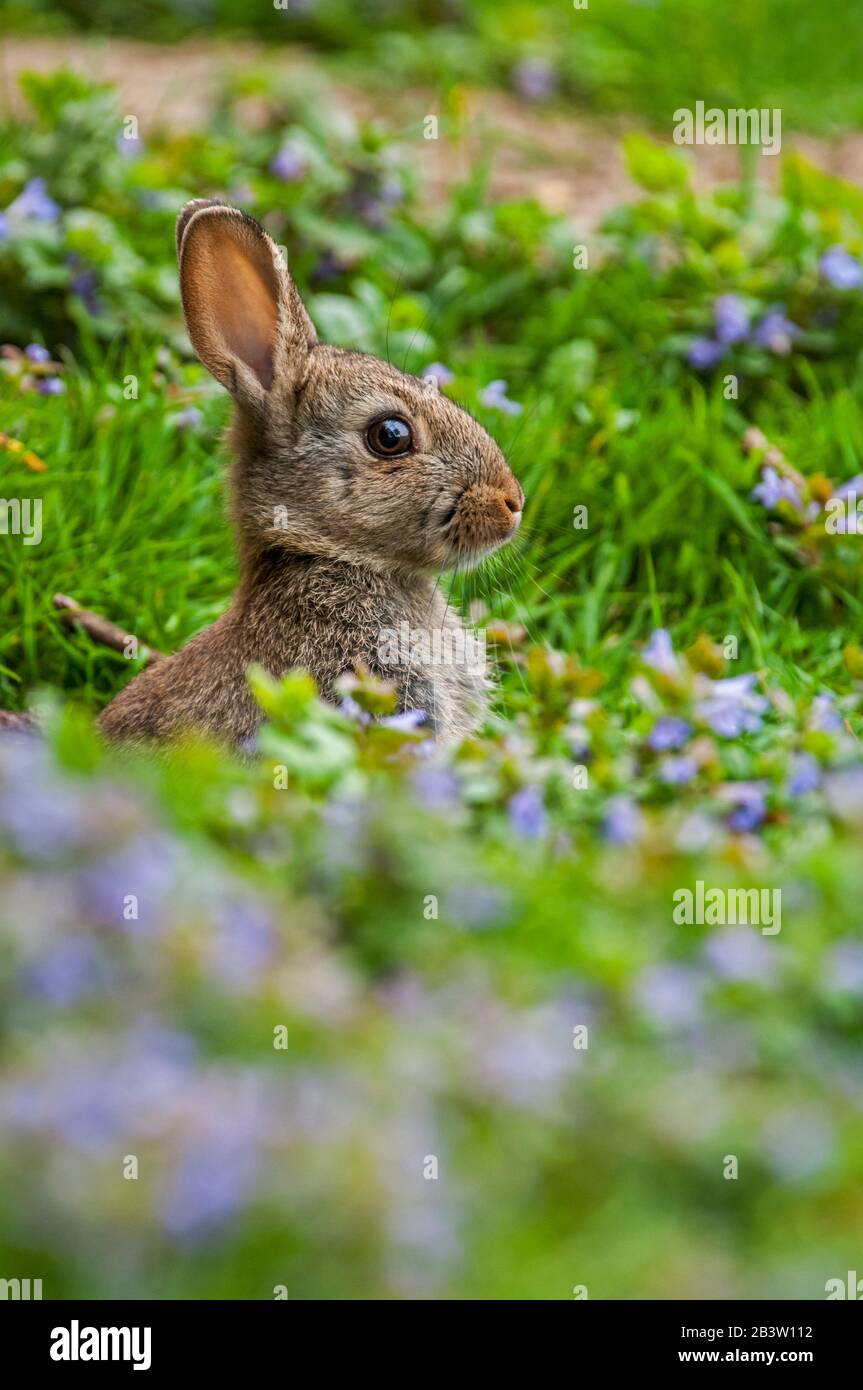 European rabbit (Oryctolagus cuniculus) appearing from burrow entrance