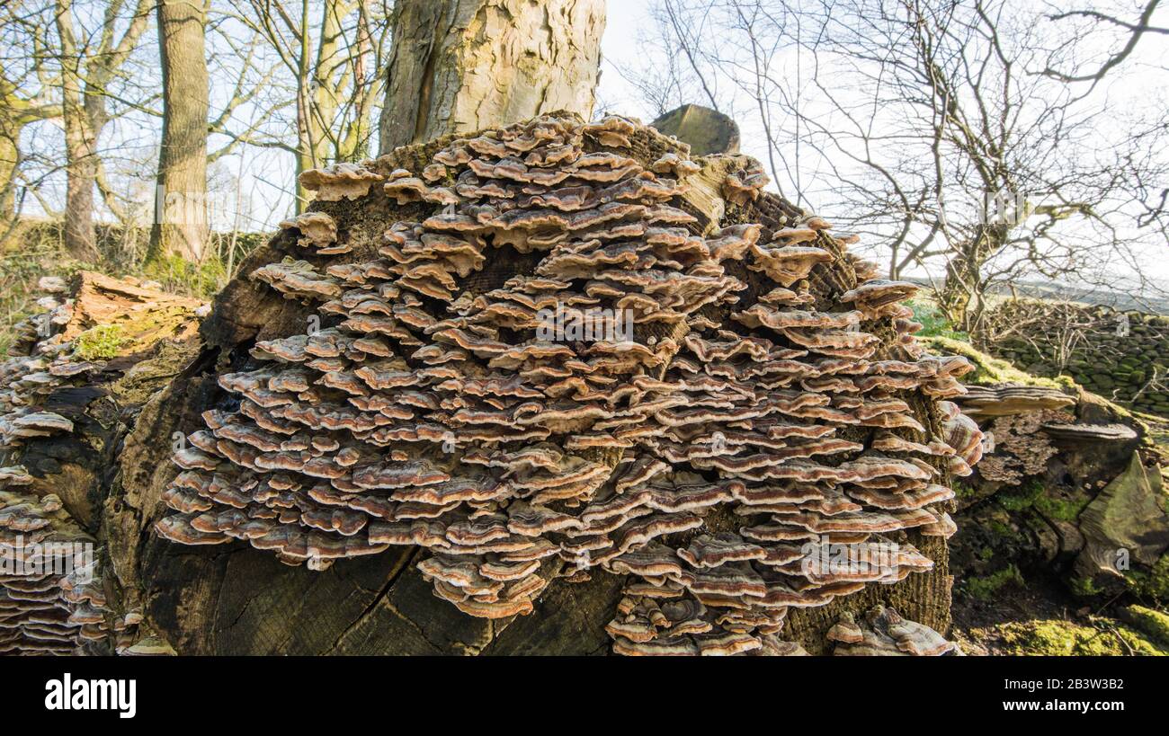 Tree fungi on dead wood Stock Photo