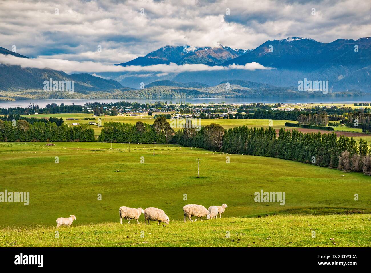 Murchison Mountains, Lake Te Anau, Fiordland National Park, sheep grazing, view from Ramparts Road, Southland Region, South Island, New Zealand Stock Photo