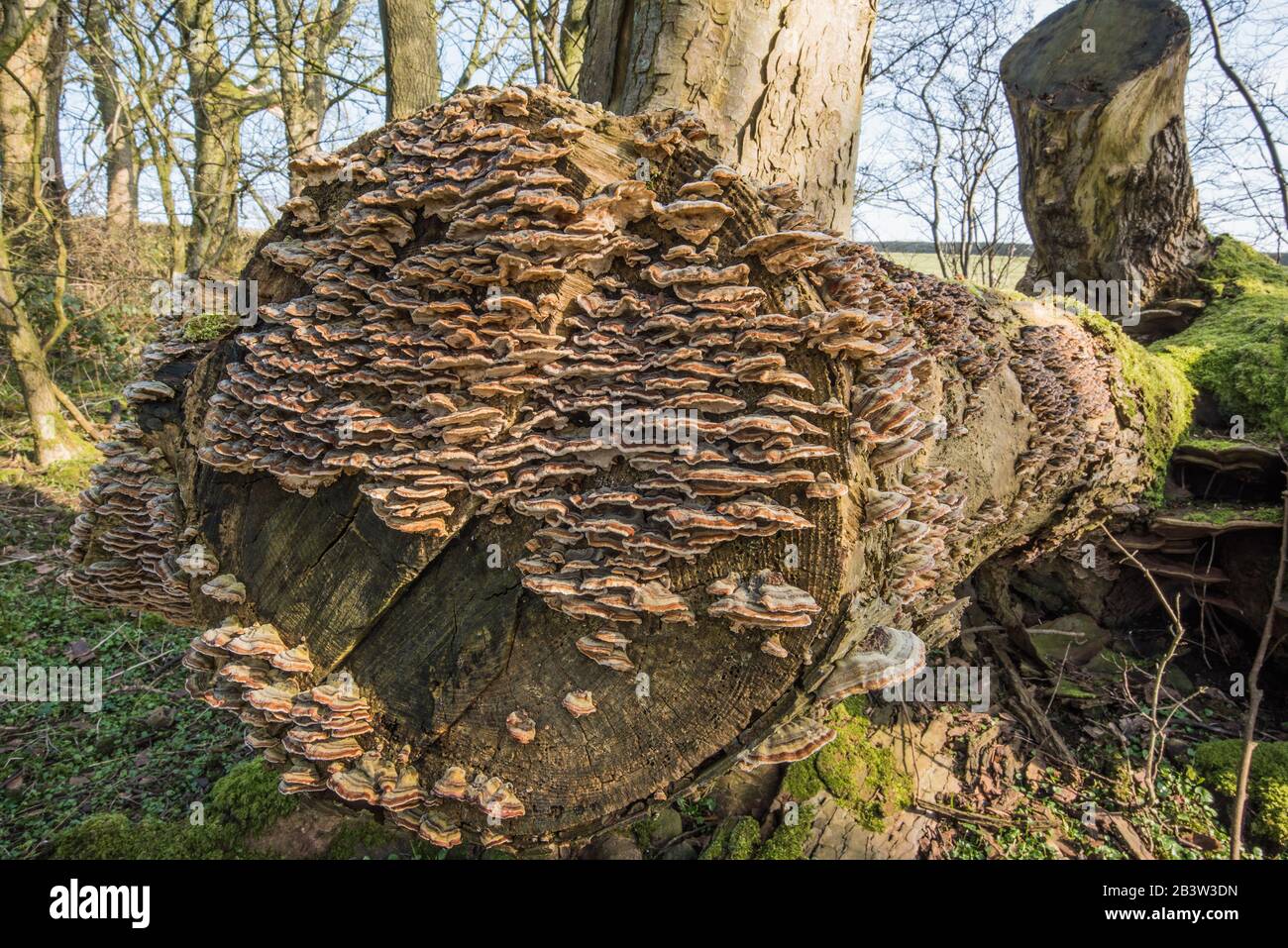 Black Fungus On Trees