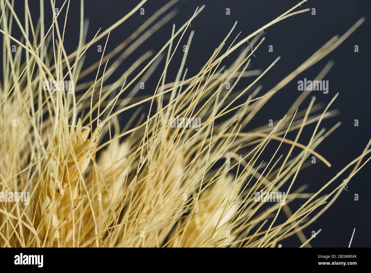 The rye crop Secale cereale close up shot macro. Stock Photo