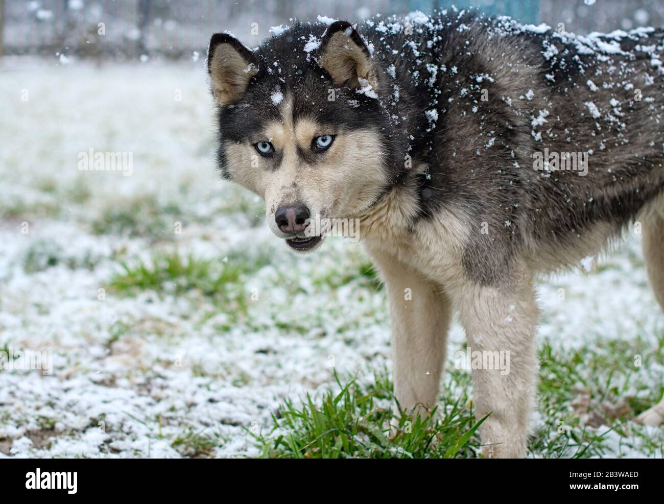 Husky dog walking on the street in the snow. Portrait of husky dogs. Stock Photo