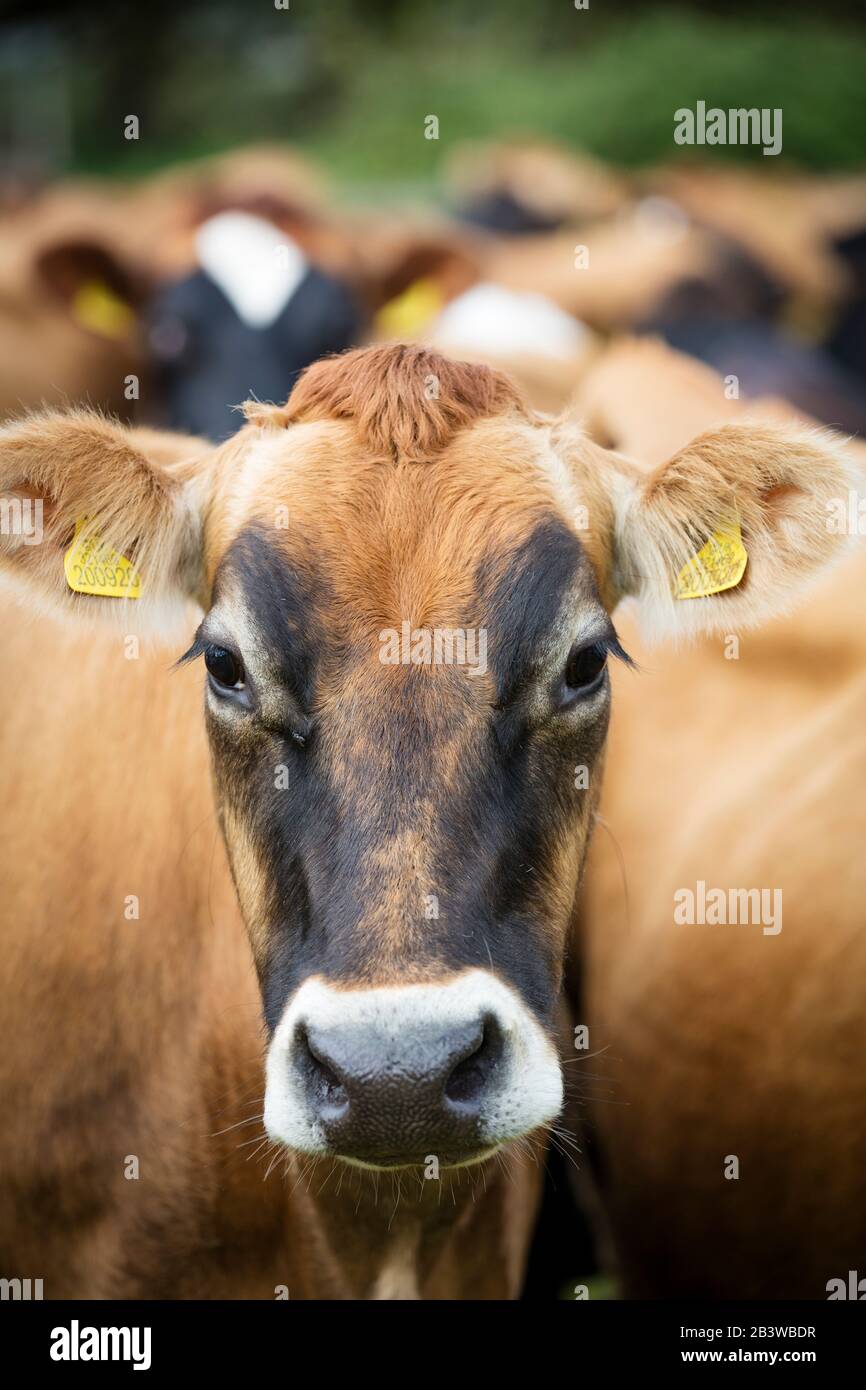 Close Up Photograph Of A Baby Brown Jersey Calf Or Cow Nose And Snout As It  Reaches Its Head Over A Wooden Pen Stock Photo - Download Image Now - iStock