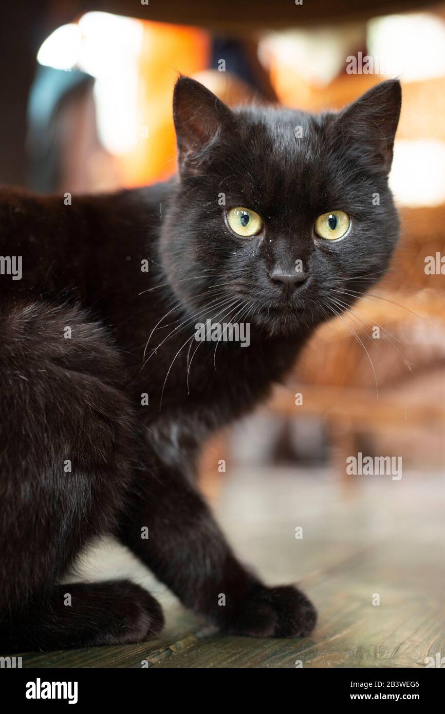 Young black bombay cat with yellow eyes lying on the floor inside the house. Stock Photo