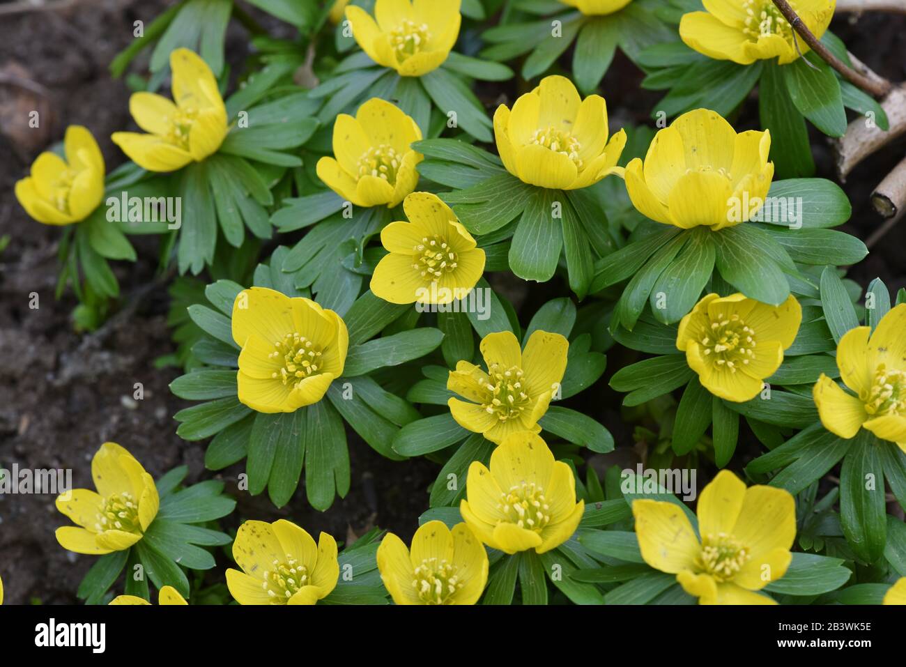 Winterling, Eranthis hyemalis, ist eine Blume die im Winter blueht und gelbe Blueten besitzt. Winterling, Eranthis hyemalis, is a flower that blooms i Stock Photo