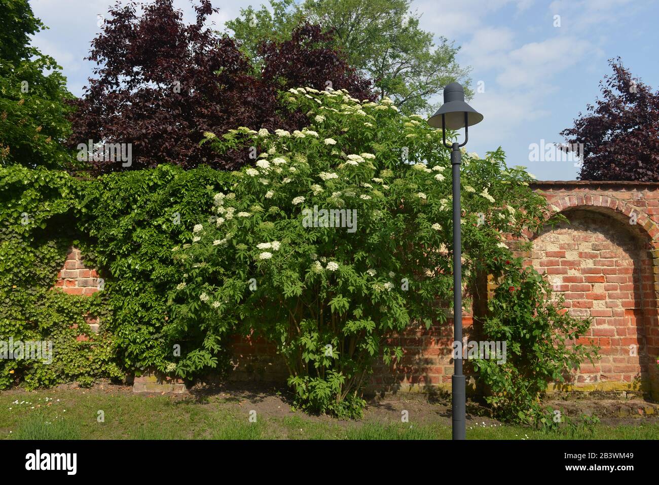 Klostermauer, Holunder, Kloster Lehnin, Brandenburg, Deutschland Stock Photo