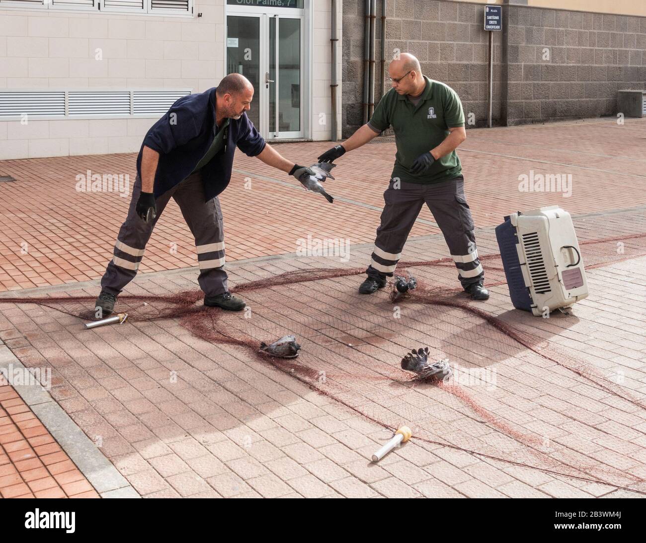 Local authority (council) workers catching feral pigeons with net attached to weights launched from pistons using compressed air. Stock Photo