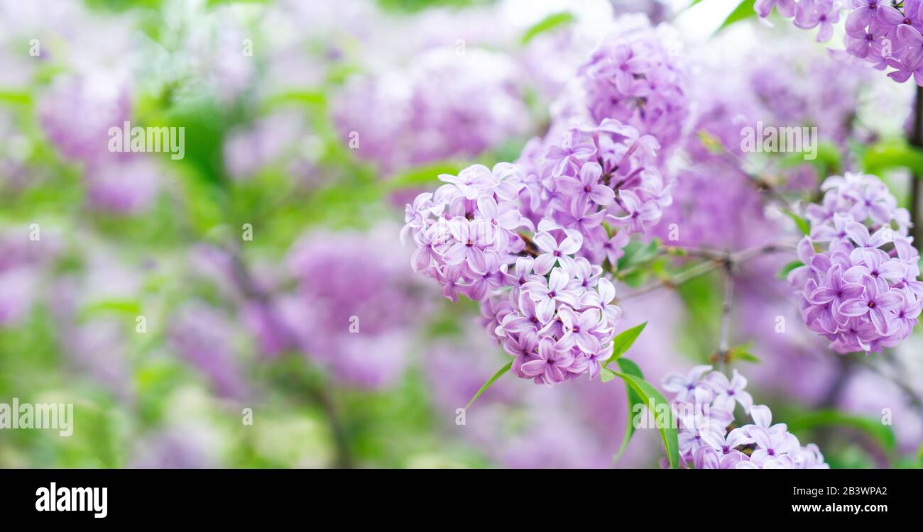Blooming lilac flowers Stock Photo Alamy