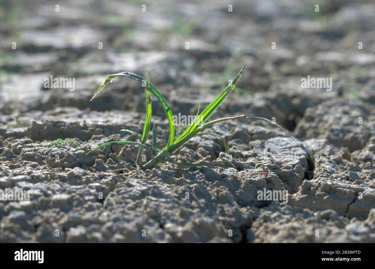 Comstock Texas USA: Weed growing out of mud on the dried-up riverbank along the Pecos River at U.S. 90 crossing, near confluence with Rio Grande. ©Bob Daemmrich Stock Photo