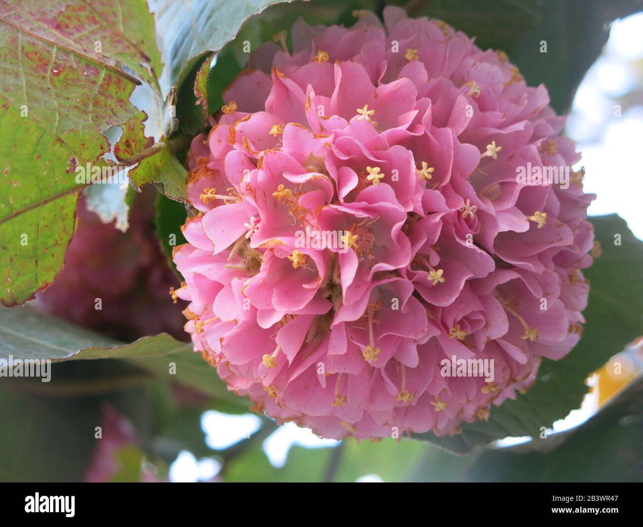 Close-up of the pink pom-pom flower-head of Dombeya x Cayeuxii, a tropical plant from Africa named after botanist Joseph Dombey, resembling hydrangeas. Stock Photo