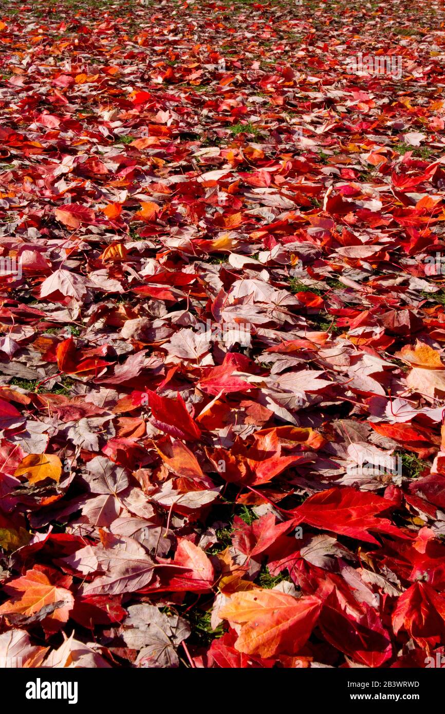 A carpet of red & gold maple leaves in Stanley Park, Vancouver, BC, Canada in the fall Stock Photo