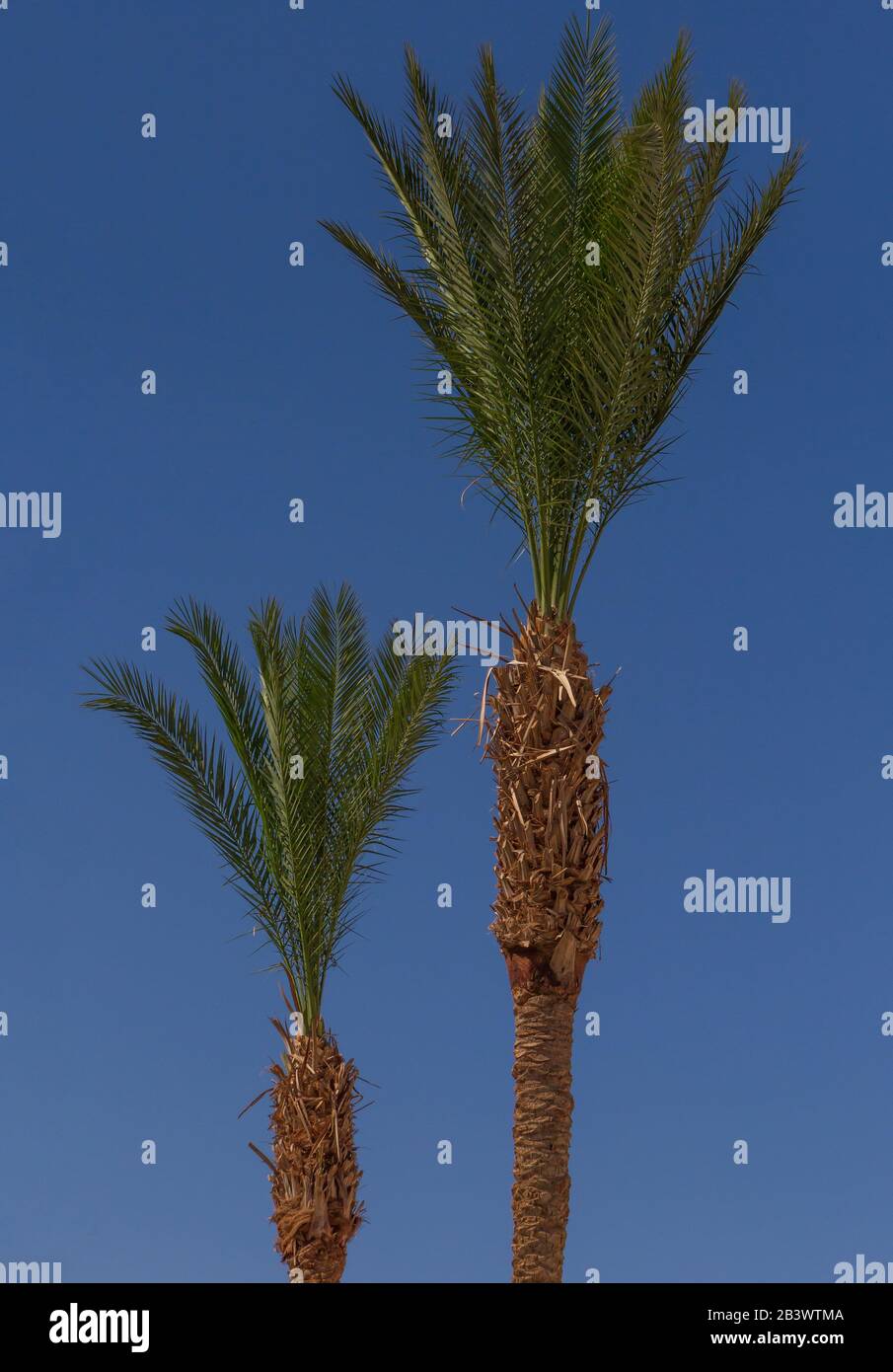 Two Palm Trees, Los Angeles And Snowy Mount Baldy As Seen From The