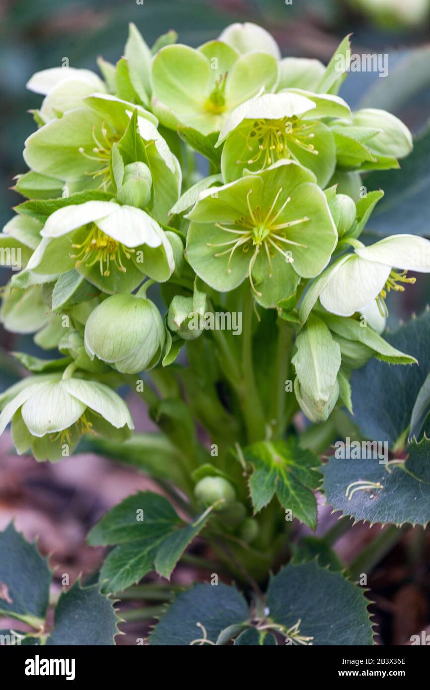 Helleborus × sternii Stock Photo