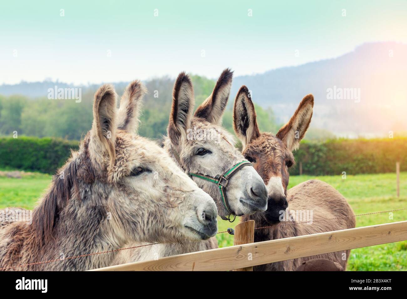 Family of donkeys outdoors in spring. Three donkeys on the meadow Stock Photo
