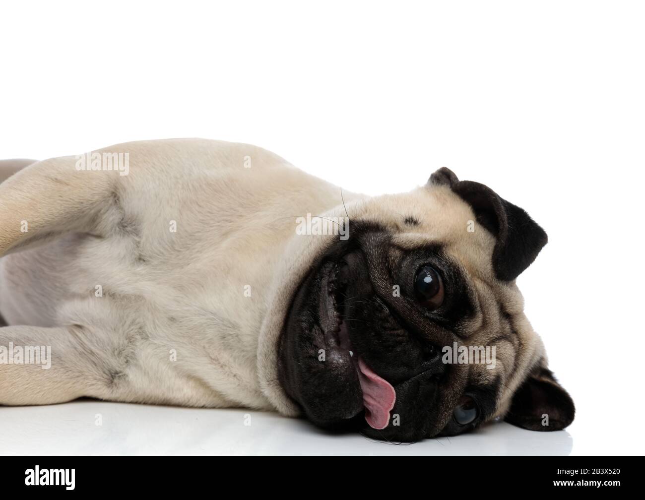 Cheerful pug panting while laying down on a side on white studio