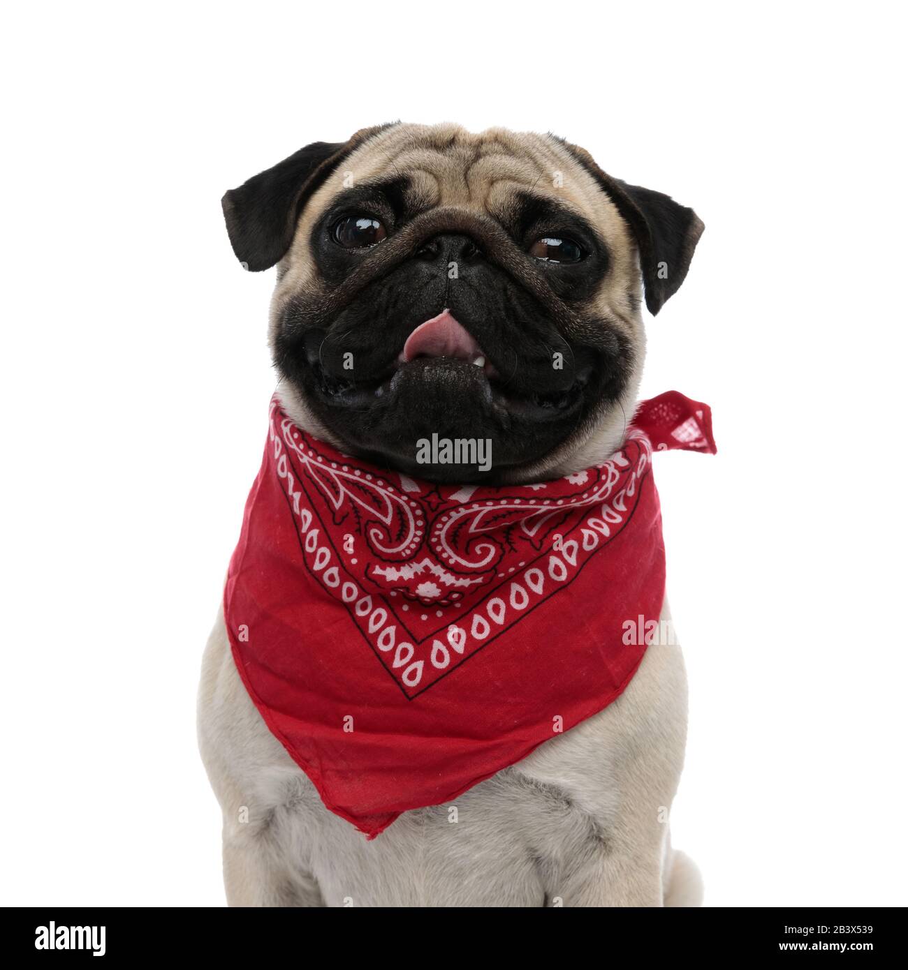 Pug Pet Bandana - Red Pug Pet Bandana - Red