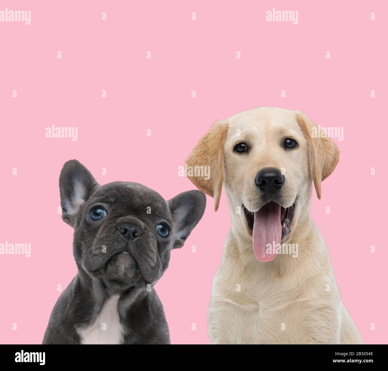 French bulldog and store labrador