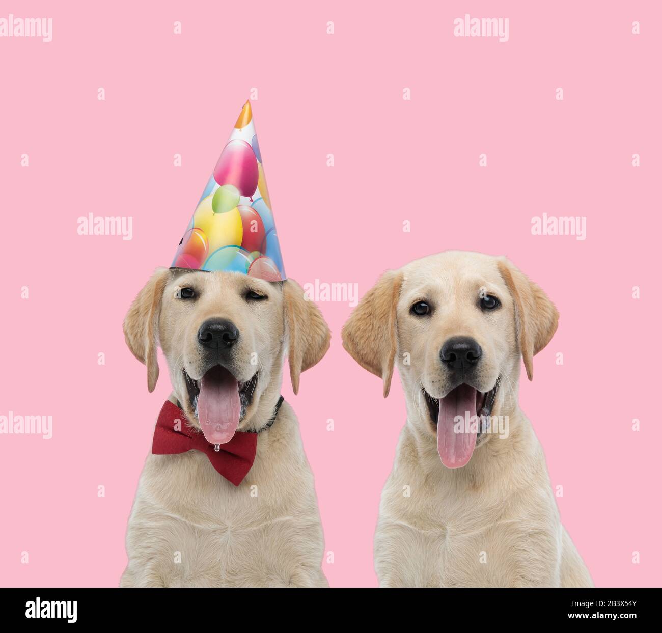 team of two dogs, labrador retriever wearing birthday hat and red ...