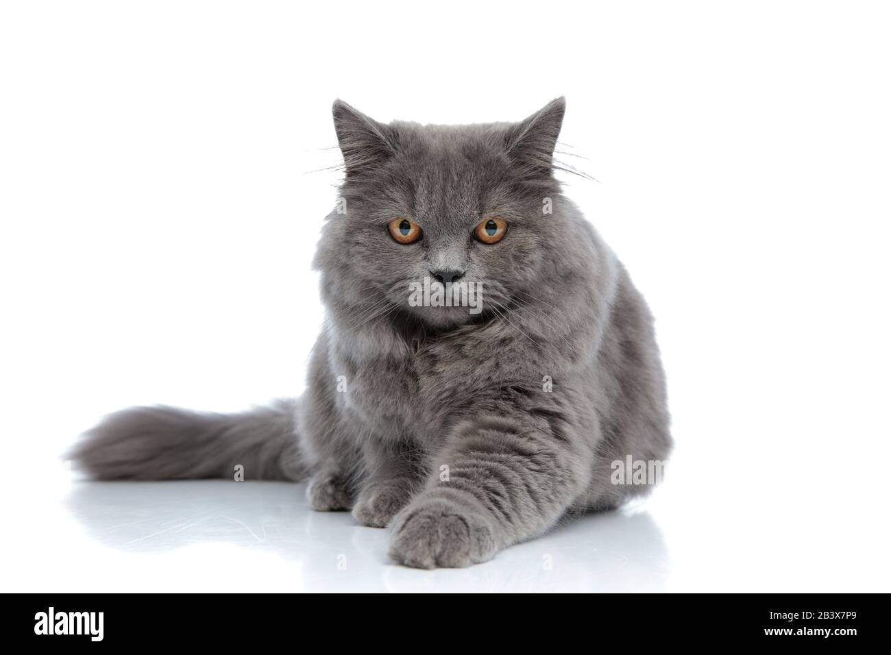 adorable british longhair cat with gray fur lying down with one paw