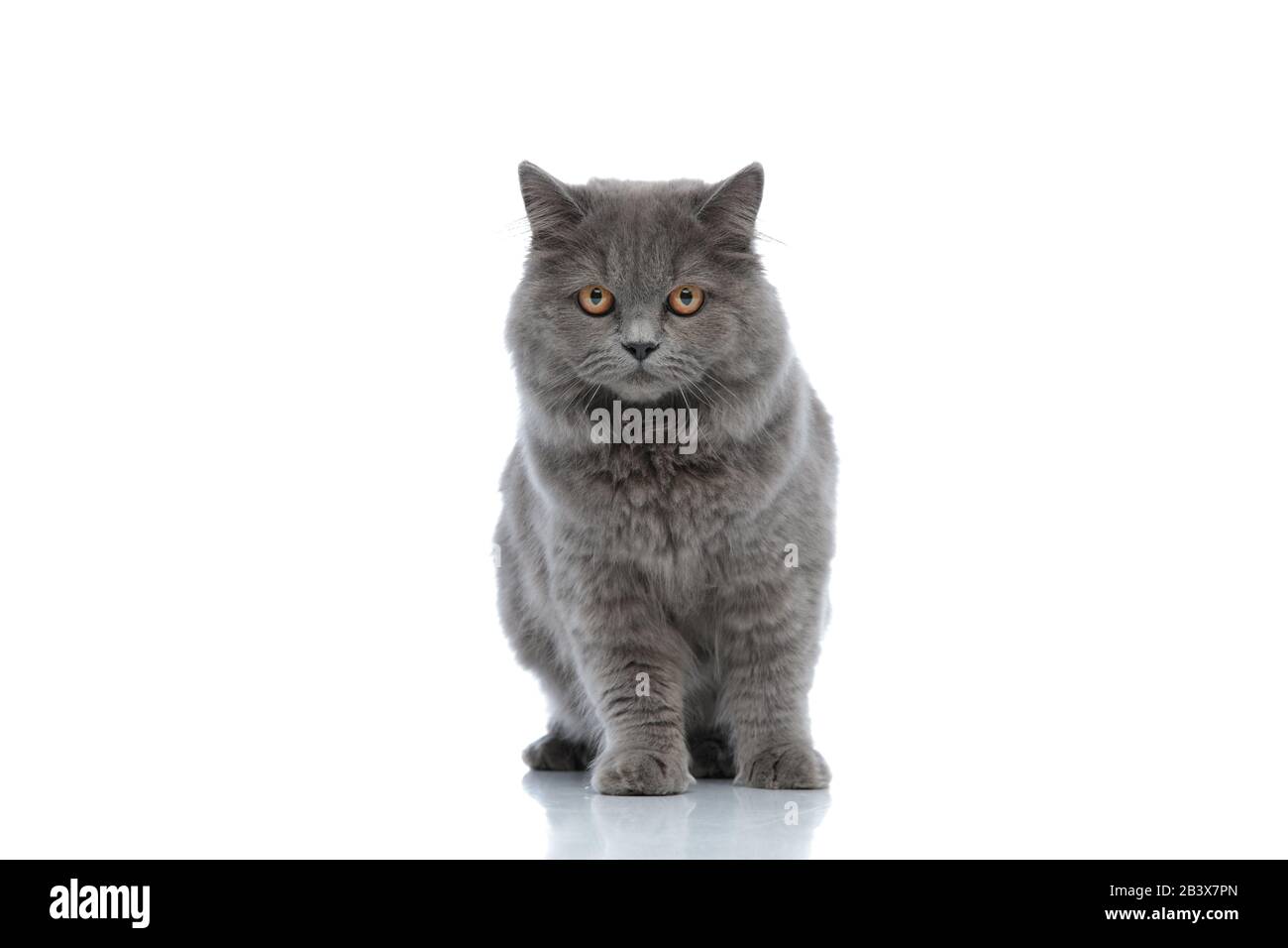 superb british longhair cat with gray fur sitting and staring at camera