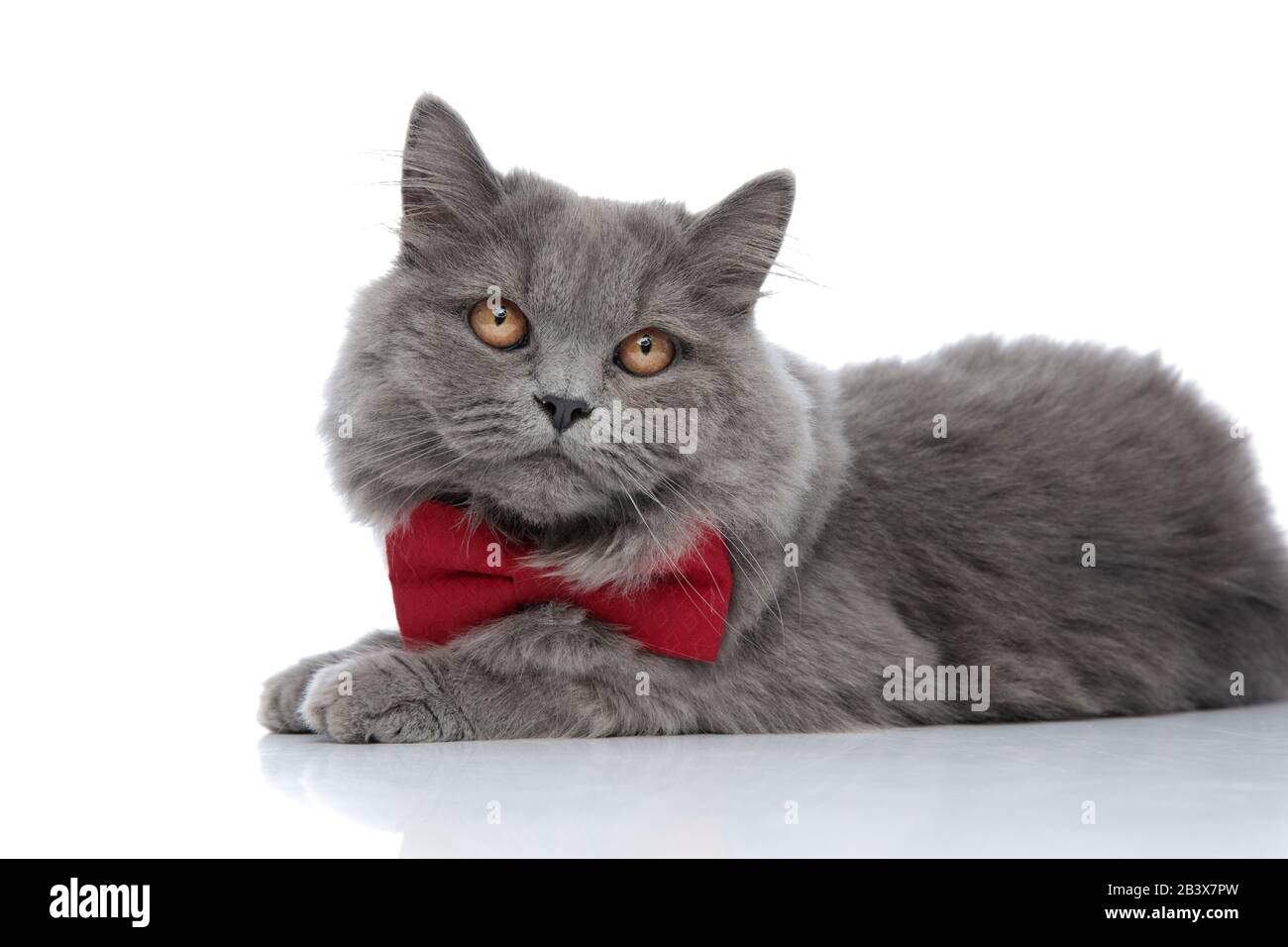 side view of a beautiful british longhair cat with red bow tie lying