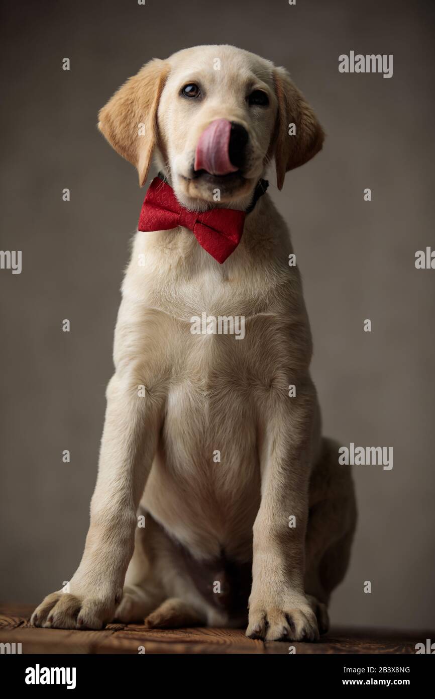 cute labrador retriever licking nose and wearing red bowtie, sitting on ...