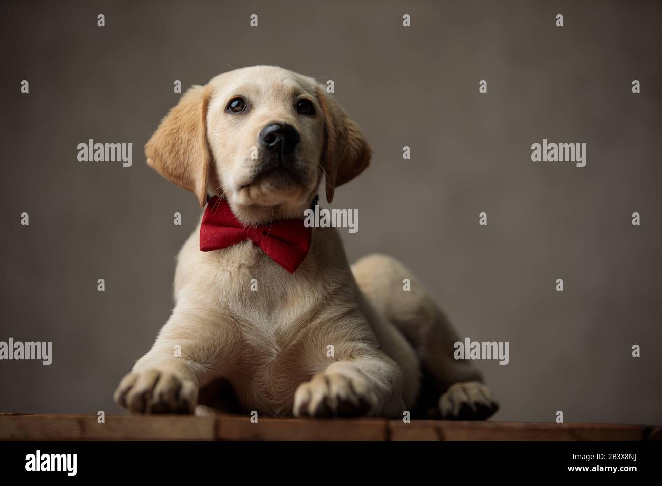 cute labrador retriever looking up and wearing red bowtie, laying down ...