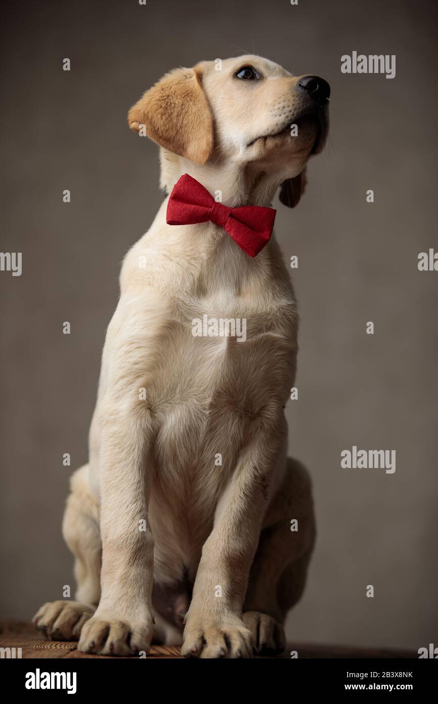 adorable labrador retriever wearing red bowtie and looking up and ...