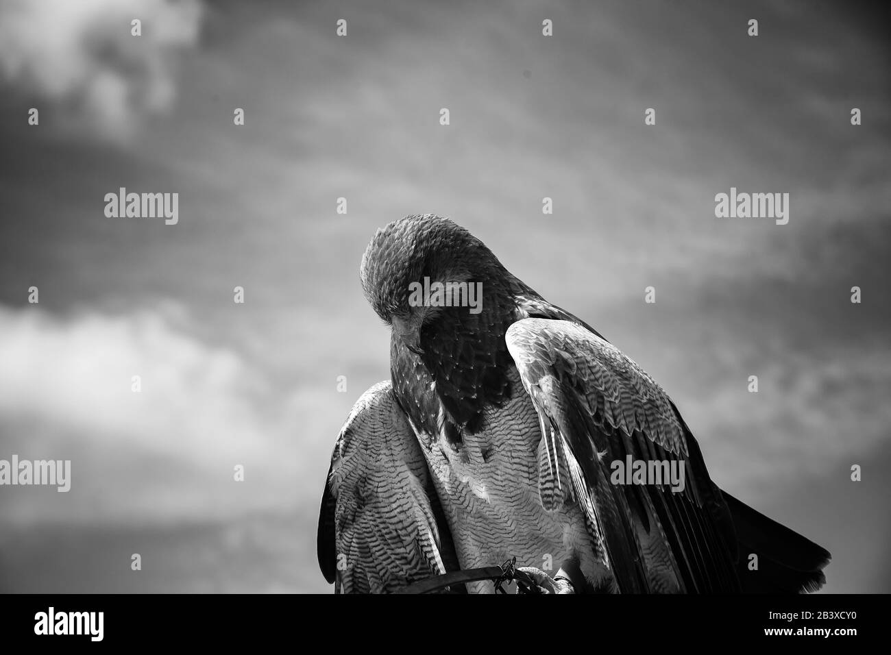 Wild eagle, bird of prey, animals and nature Stock Photo