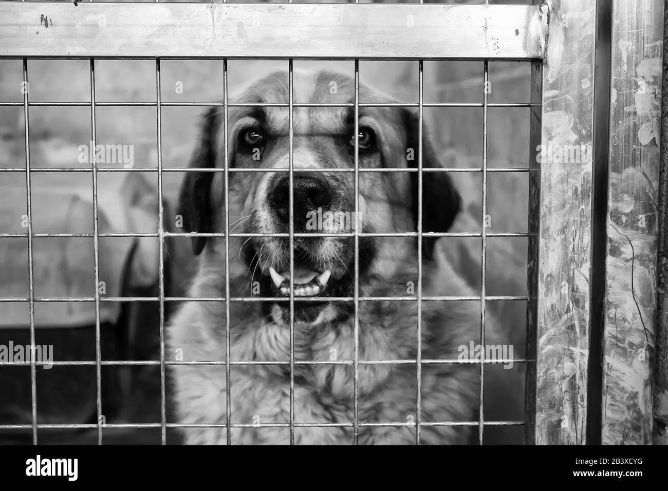 Dog in enclosed kennel, abandoned animals, abuse Stock Photo Alamy