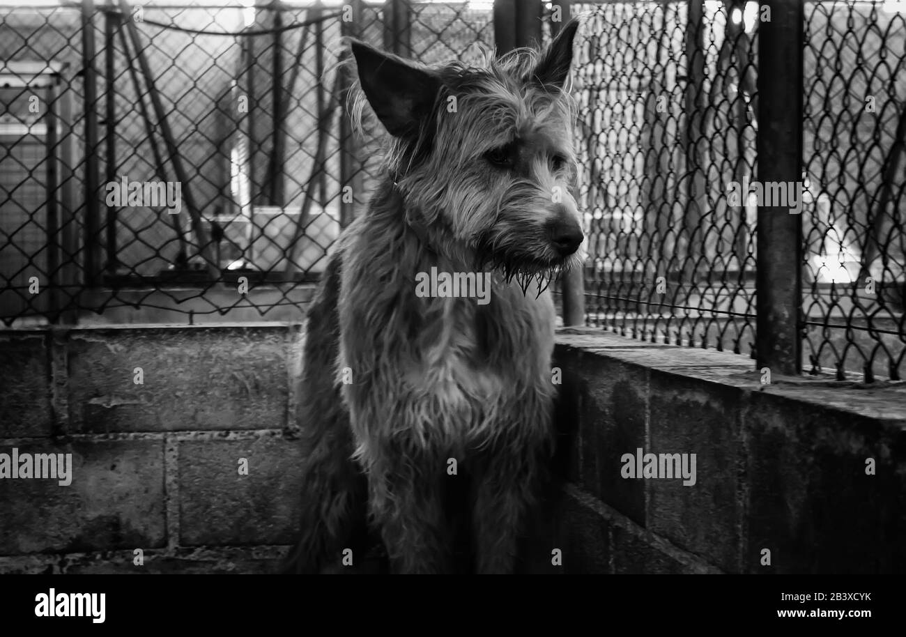 Dog in enclosed kennel, abandoned animals, abuse Stock Photo Alamy