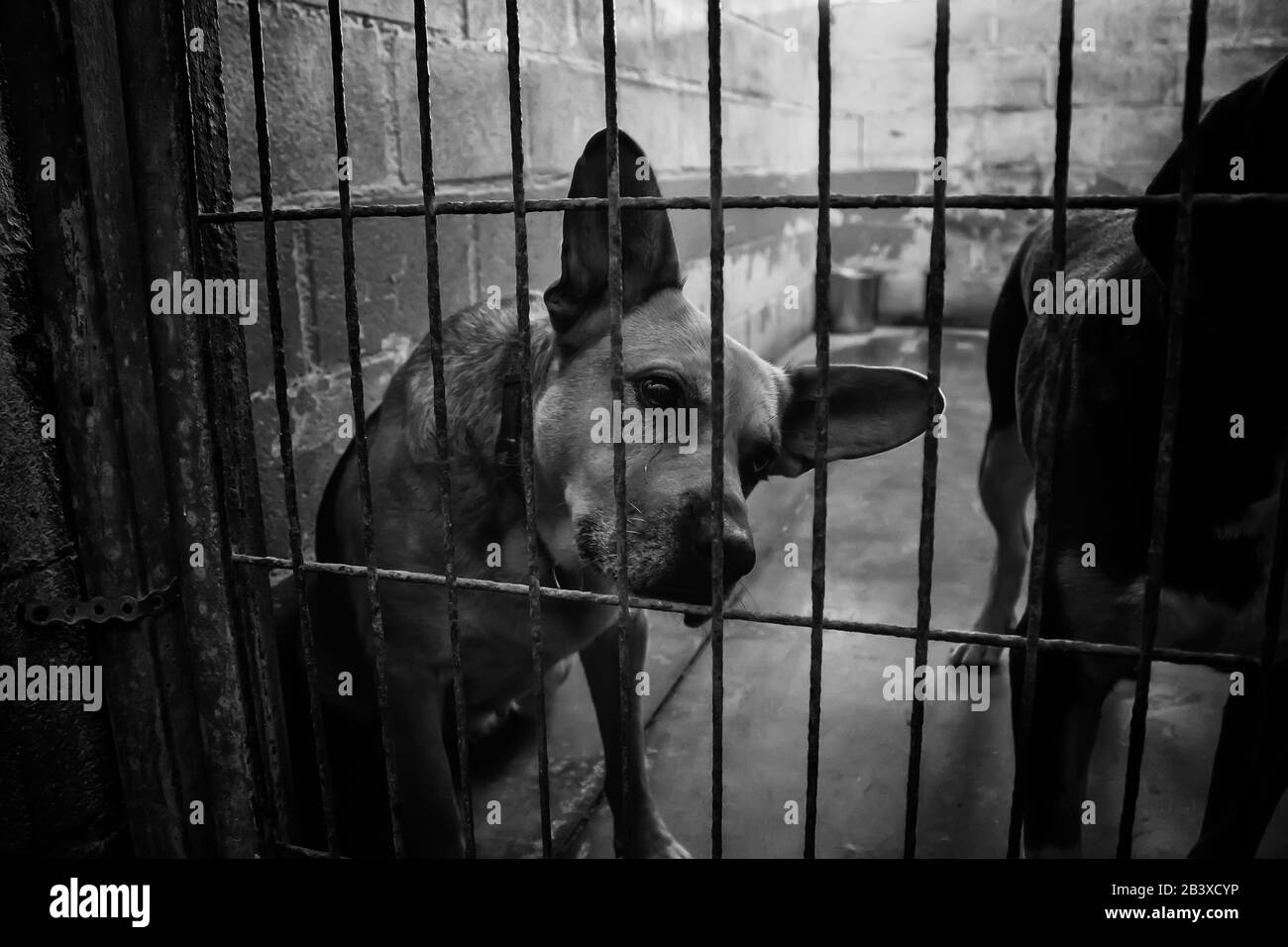 Dog in enclosed kennel, abandoned animals, abuse Stock Photo Alamy