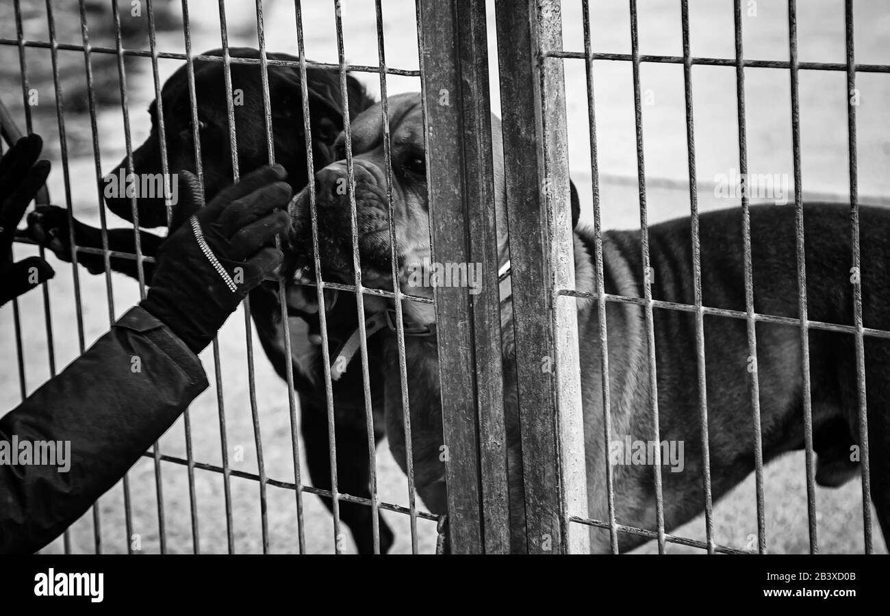 Dog in enclosed kennel, abandoned animals, abuse Stock Photo Alamy