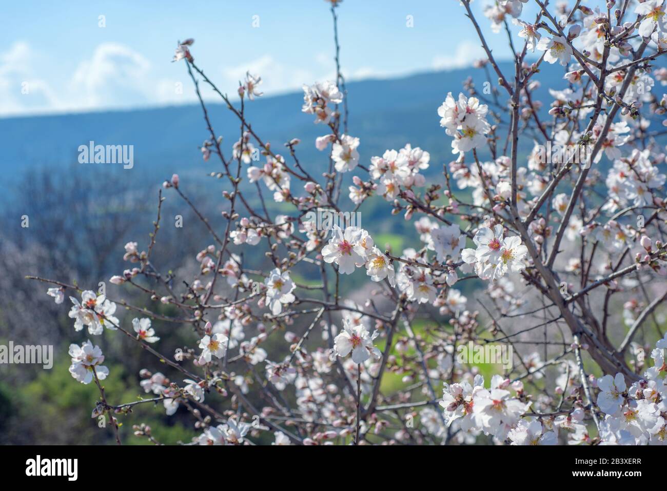 Blossoming almond trees over springtime landscape in Cyprus Stock Photo