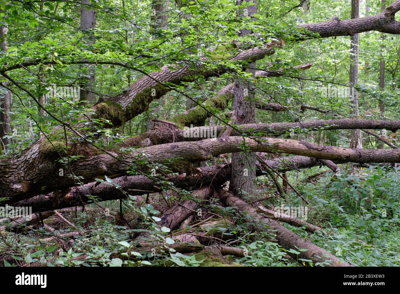 Alder tree deciduous stand in summer with lots of dead tree lying