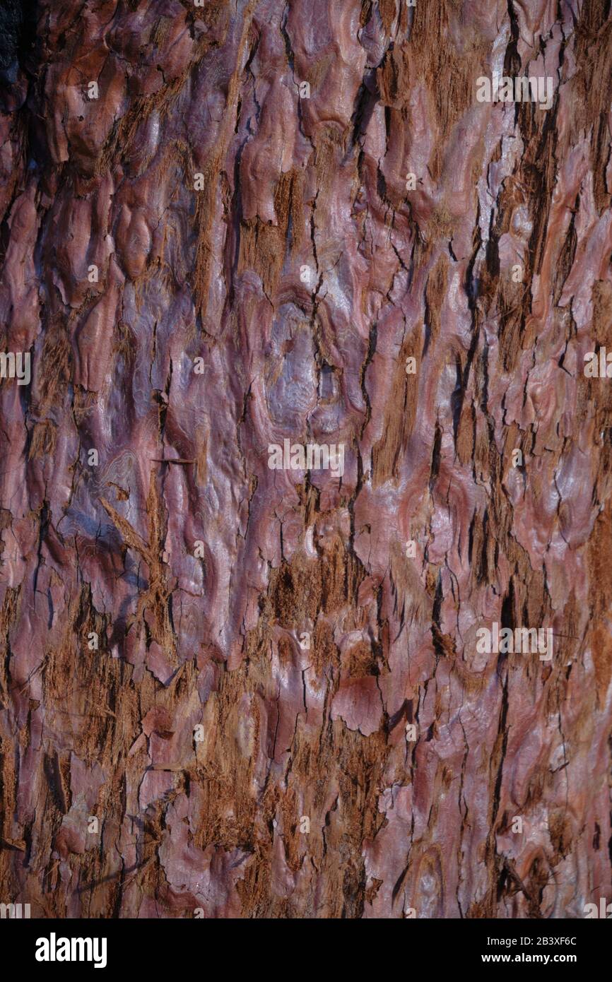 Redwood Bark Stock Photo