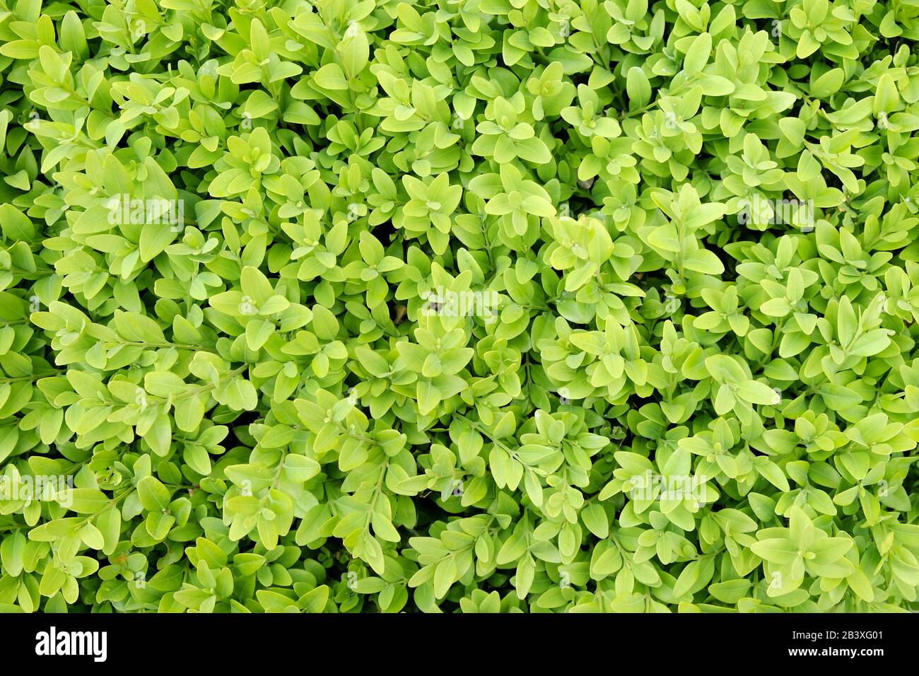 Boxwood background in the spring garden Stock Photo