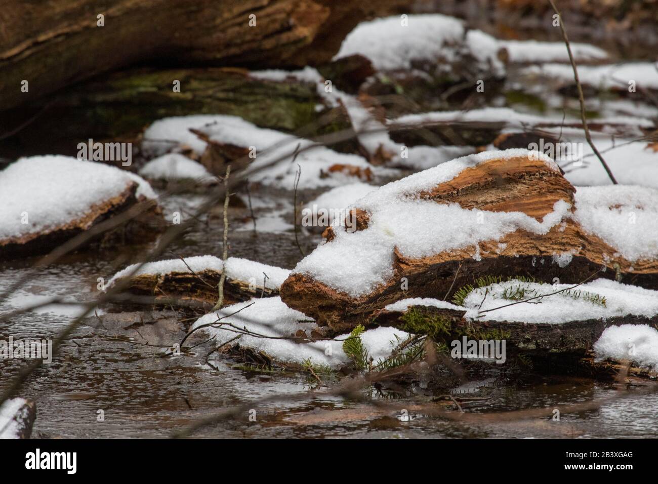 Snow melting over wood debris and broken trees lying in melting snow