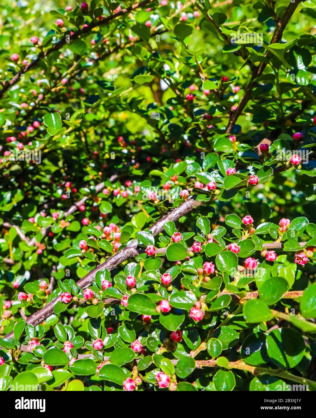 Gardening Tips And Good Plants Good Plant 57 Cotoneaster