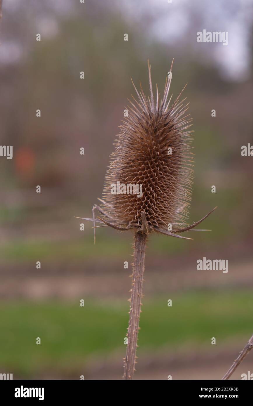 Dipsacus laciniatus Stock Photo