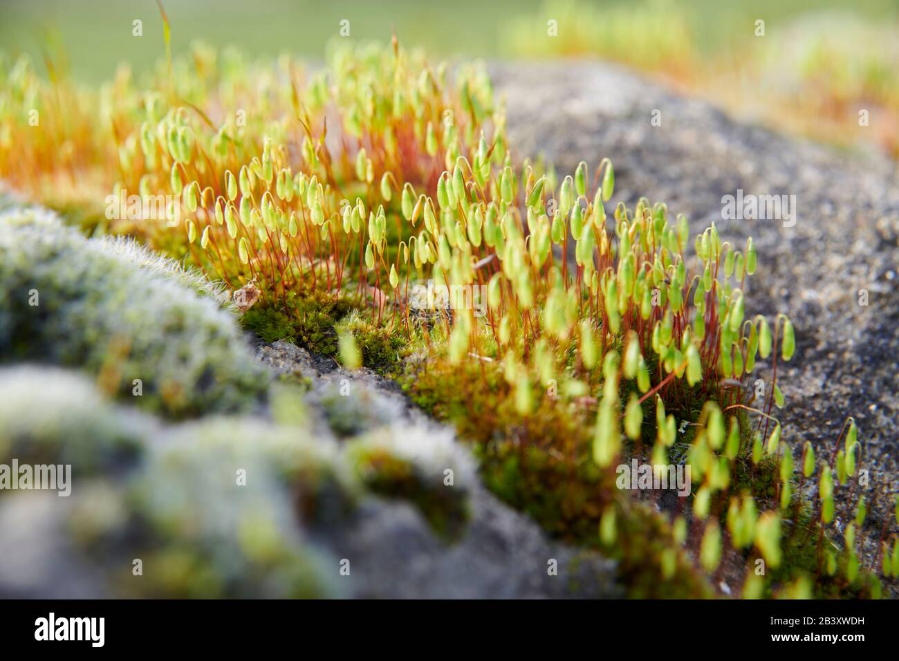 Pincushion moss (Leucobryum glaucum) growing and flowering on an old