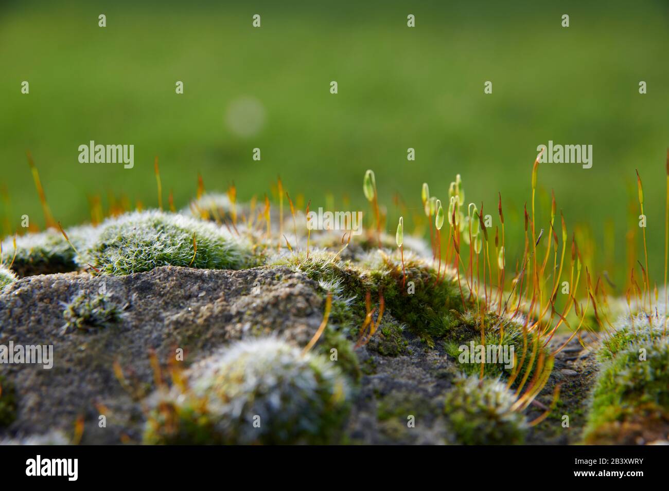 149 Pincushion Moss Images, Stock Photos, 3D objects, & Vectors