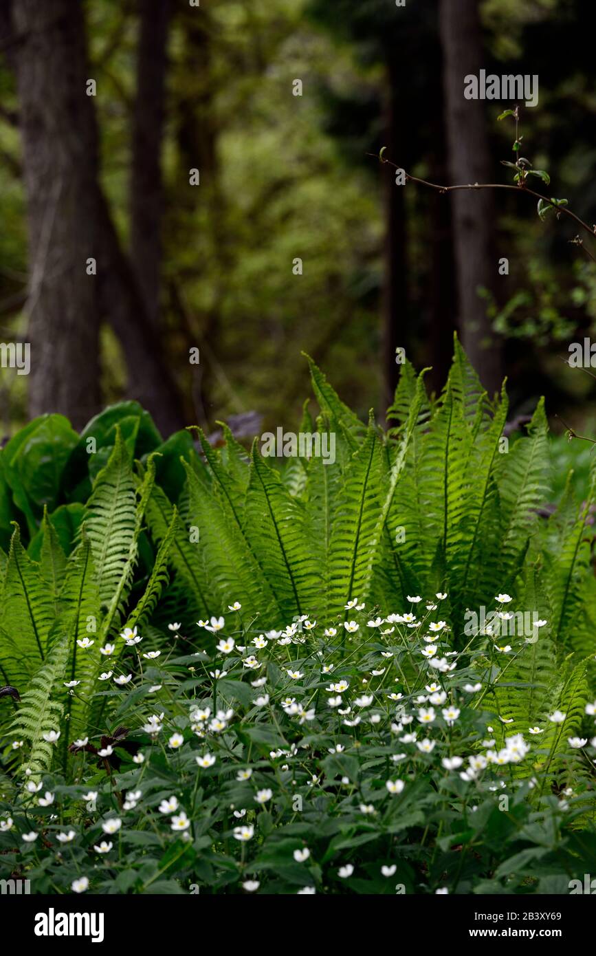 Canada anemone hi-res stock photography and images - Alamy