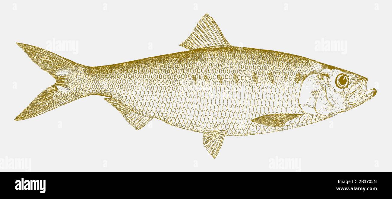 Male hickory shad, alosa mediocris, a fish from east coast of the united states in side view Stock Vector