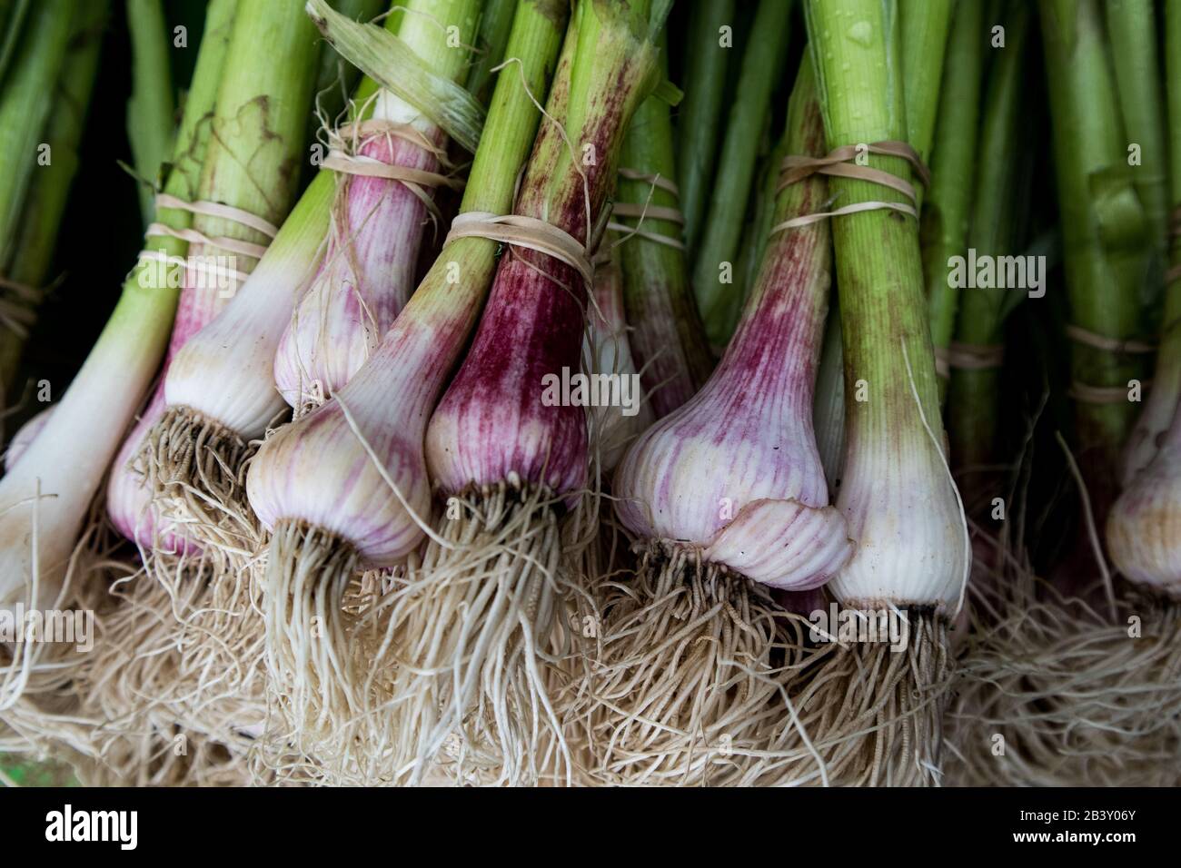 Fresh Organic Spring Onions at the Farmer's Market Stock Photo - Alamy