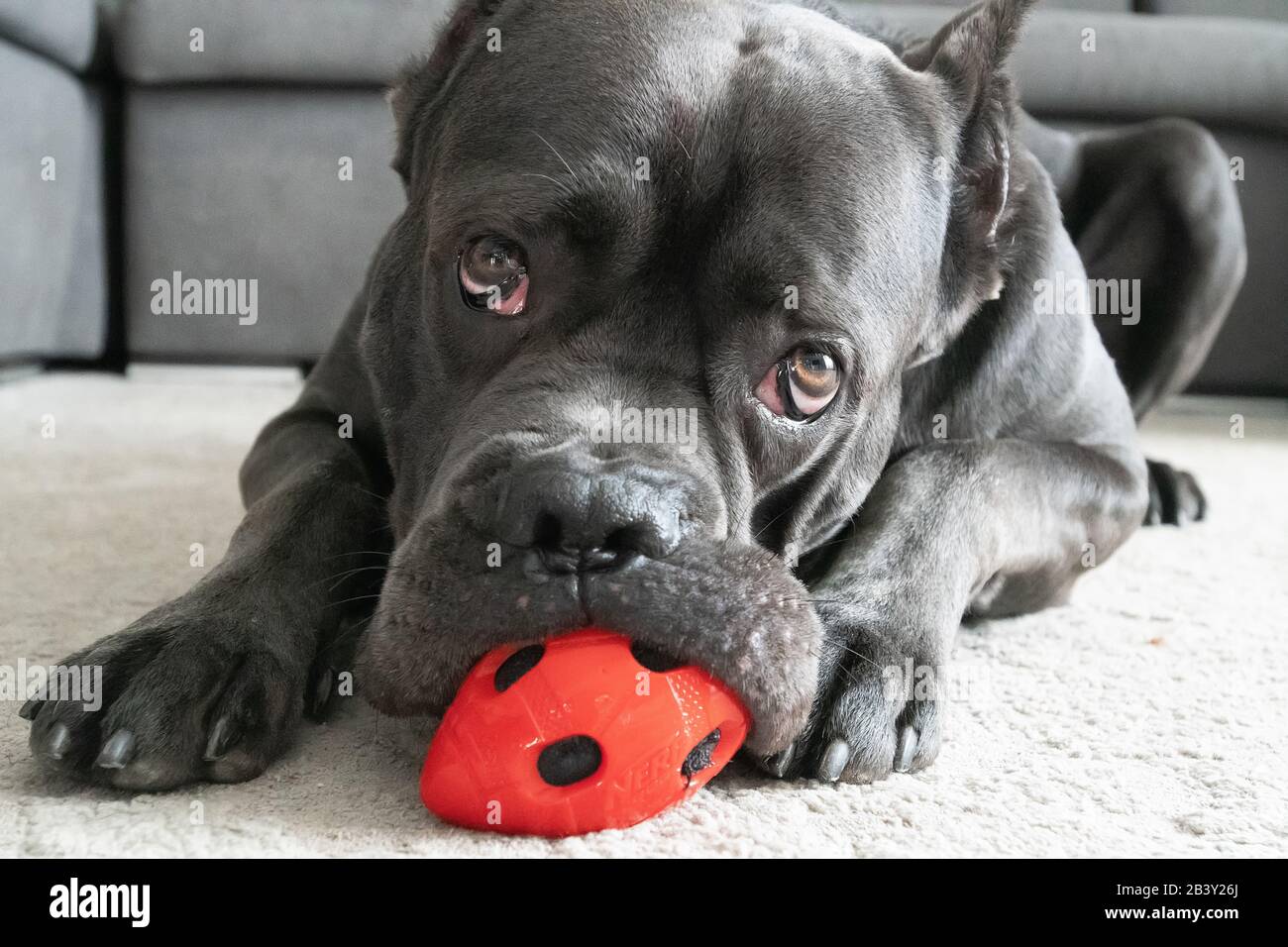 Cane corso big boy chewing red ball toy on the floor Stock Photo Alamy